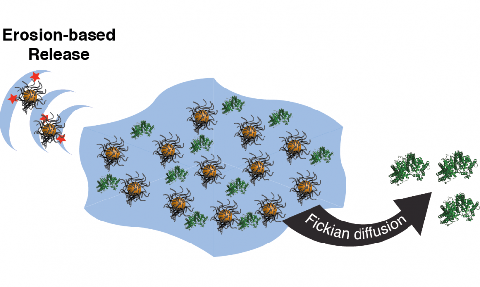 Diagram depicting the release of drugs from drug-loaded particles with erosion-based release and Fickian diffusion as two possible mechanisms.