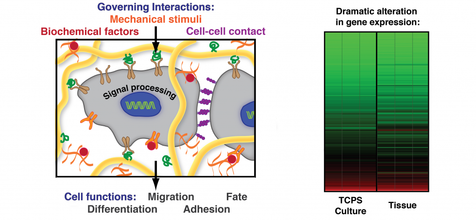 On the left, diagram illustrating the relationship between the governing interactions of cells and the ECM with cellular function. On the right, data shows dramatic alteration in gene expression for different culture set-ups.